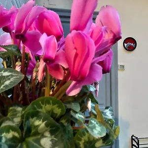 Appartamento Flat66